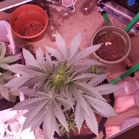 G 13 Mr. HAPPY brown pot  growlog timeline photo