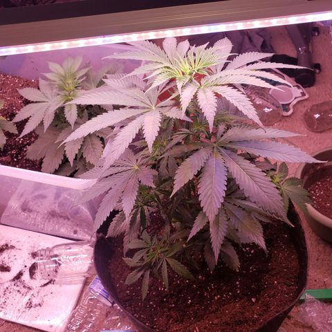 G 13 Mr. HAPPY brown pot  growlog timeline photo