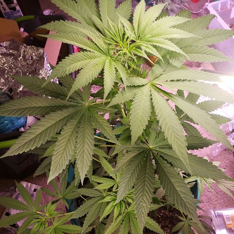 Blue pot  growlog timeline photo