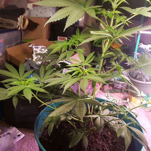 Blue pot  growlog timeline photo