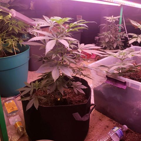 G 13 Mr. HAPPY brown pot  growlog timeline photo