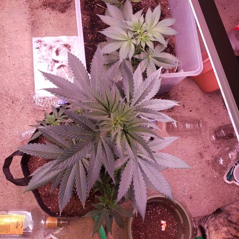 G 13 Mr. HAPPY brown pot  growlog timeline photo