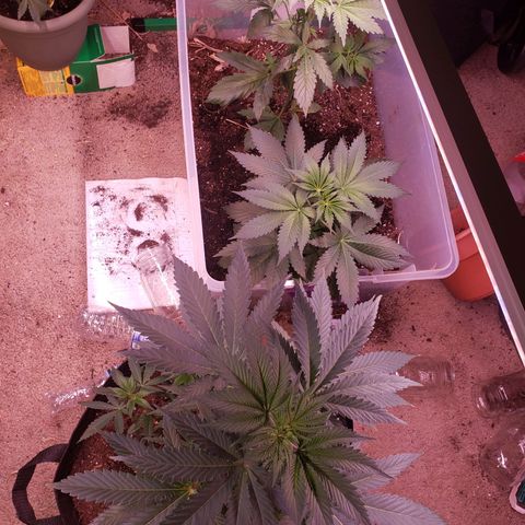 Blue pot  growlog timeline photo