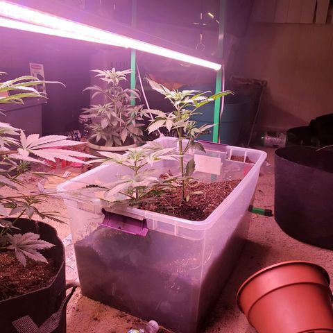 Blue pot  growlog timeline photo