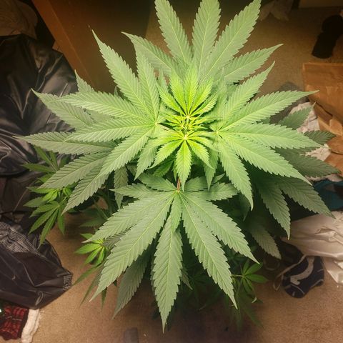 Blue pot  growlog timeline photo