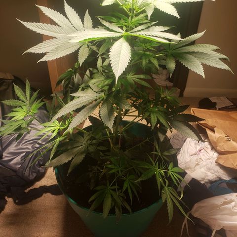 Blue pot  growlog timeline photo