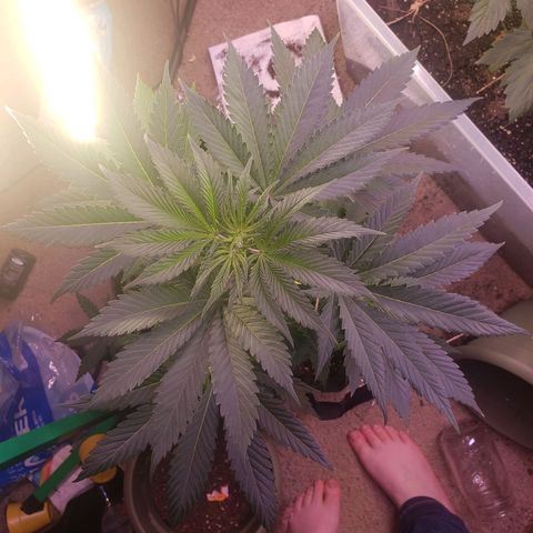 G 13 Mr. HAPPY brown pot  growlog timeline photo