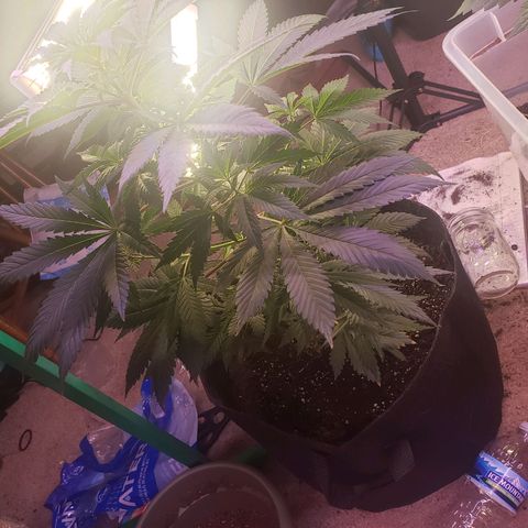 G 13 Mr. HAPPY brown pot  growlog timeline photo