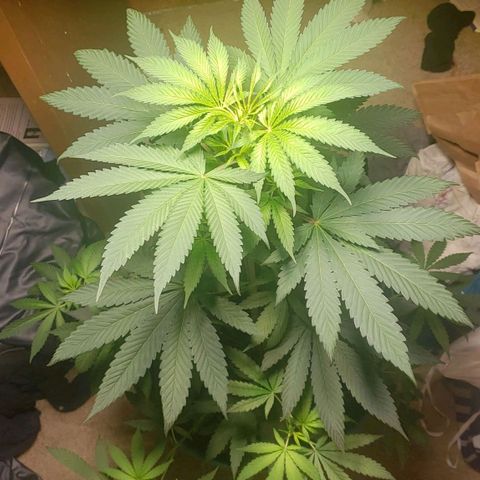 Blue pot  growlog timeline photo