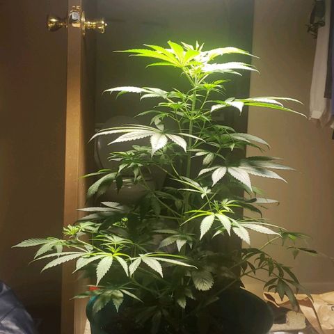 Blue pot  growlog timeline photo