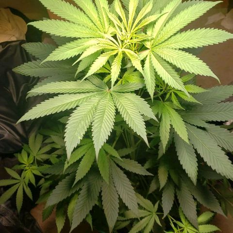 Blue pot  growlog timeline photo