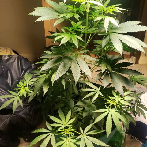 Blue pot  growlog timeline photo