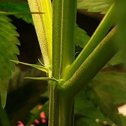Blue pot  growlog photo: Officially showing its a girl!! 