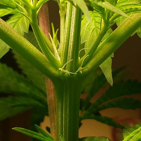 Blue pot  growlog photo: Officially showing its a girl!! 