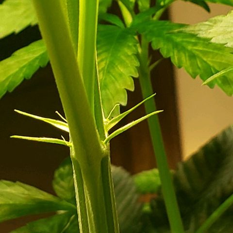 Blue pot  growlog photo: Officially showing its a girl!! 