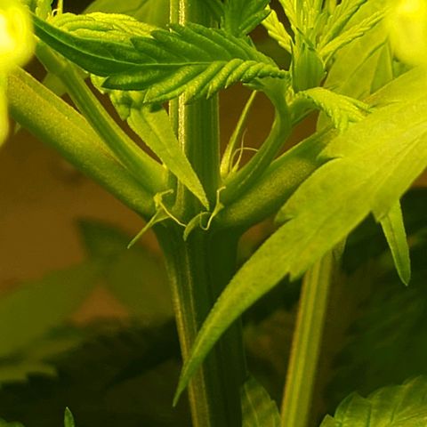 Blue pot  growlog photo: Officially showing its a girl!! 