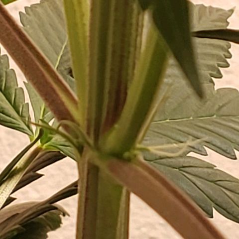 G 13 Mr. HAPPY brown pot  growlog photo: Second plant confirmed female 