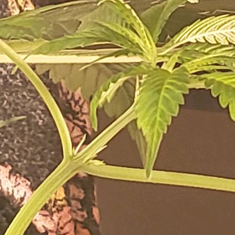 G 13 Mr. HAPPY brown pot  growlog photo: Second plant confirmed female 