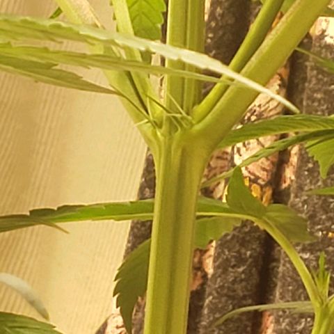 Blue pot  growlog photo: Pistols growing well. Took another clone from her today. Would like to get at least 6