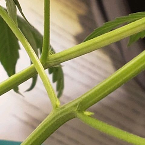 Blue pot  growlog photo: Pistols growing well. Took another clone from her today. Would like to get at least 6