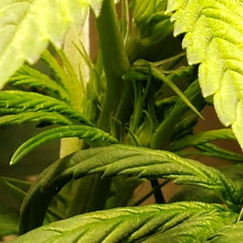 Blue pot  growlog photo: Buds starting to form 😍