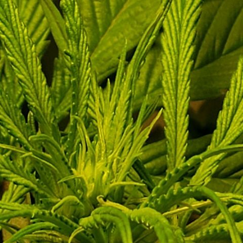 Blue pot  growlog photo: Buds starting to form 😍