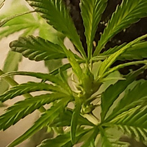 Blue pot  growlog photo: Buds starting to form 😍