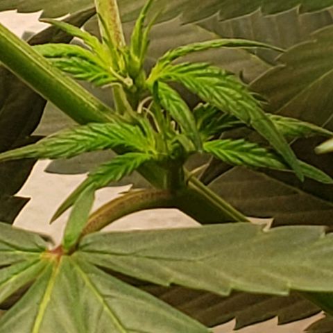 Blue pot  growlog photo: Buds starting to form 😍