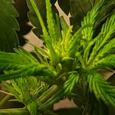 Blue pot  growlog photo: Buds starting to form 😍
