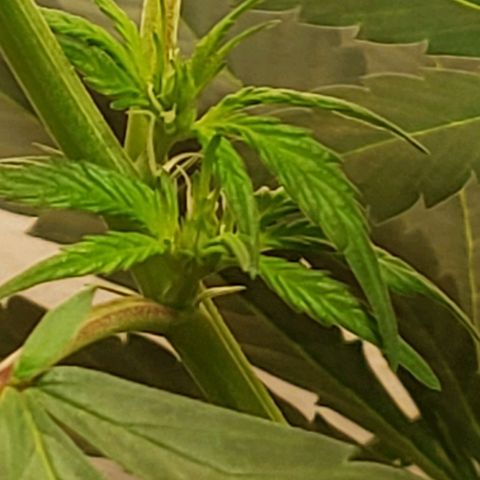 Blue pot  growlog photo: Buds starting to form 😍