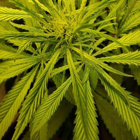 Blue pot  growlog timeline photo