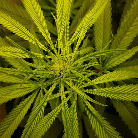 Blue pot  growlog timeline photo