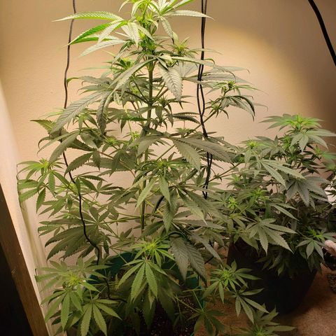 Blue pot  growlog timeline photo