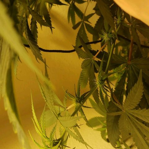 Blue pot  growlog timeline photo