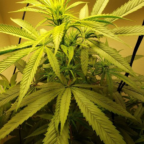 Blue pot  growlog timeline photo
