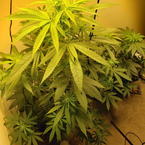 Blue pot  growlog timeline photo