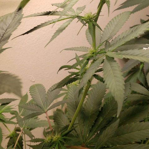 Blue pot  growlog timeline photo