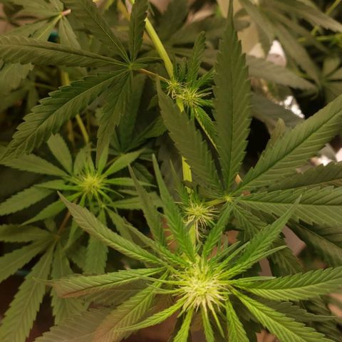 Blue pot  growlog timeline photo