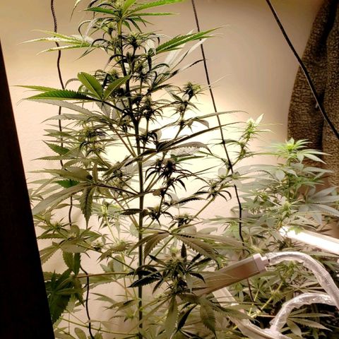 Blue pot  growlog photo: Need to move to car tomorrow in garbage bag while landlord is here... hoping she does ok 