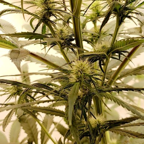 Blue pot  growlog photo: Need to move to car tomorrow in garbage bag while landlord is here... hoping she does ok 