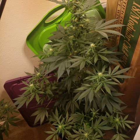 G 13 Mr. HAPPY brown pot  growlog timeline photo