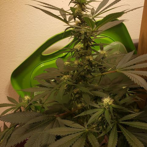 G 13 Mr. HAPPY brown pot  growlog timeline photo