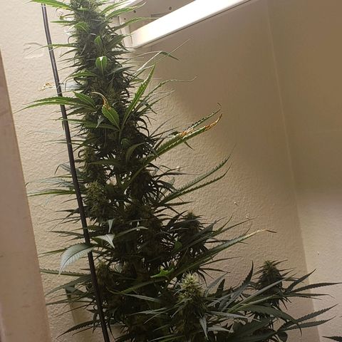 Blue pot  growlog photo: Tricomes turning amber 