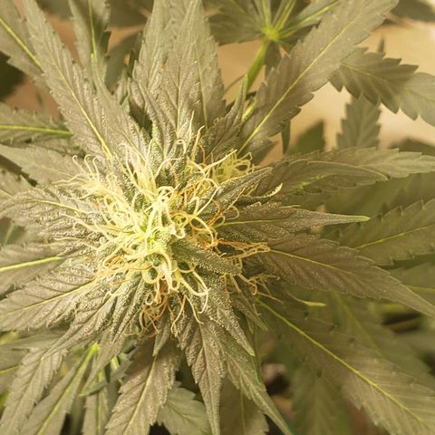 Blue pot  growlog photo: Tricomes turning amber 