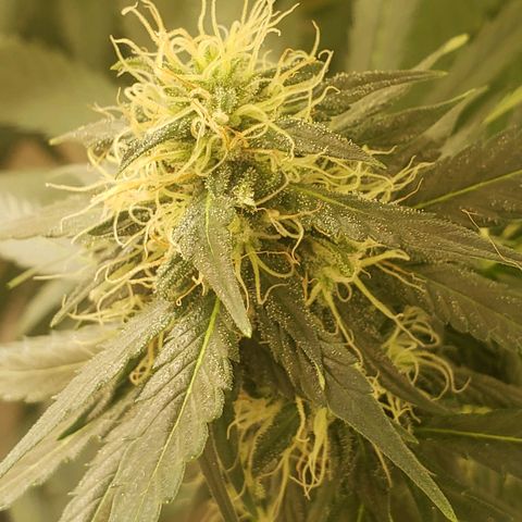 Blue pot  growlog photo: Tricomes turning amber 