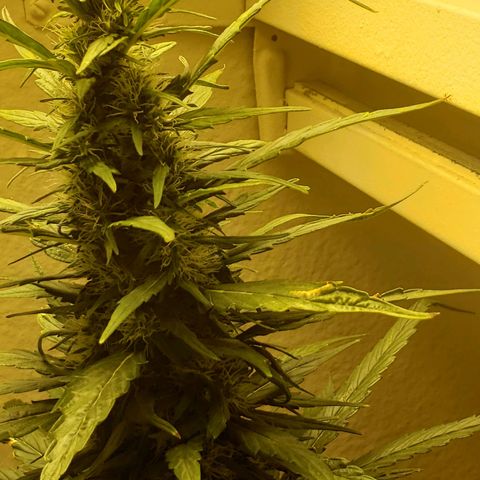 Blue pot  growlog photo: Tricomes turning amber 