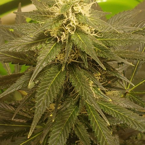 G 13 Mr. HAPPY brown pot  growlog photo: Leaves nicely frosted 