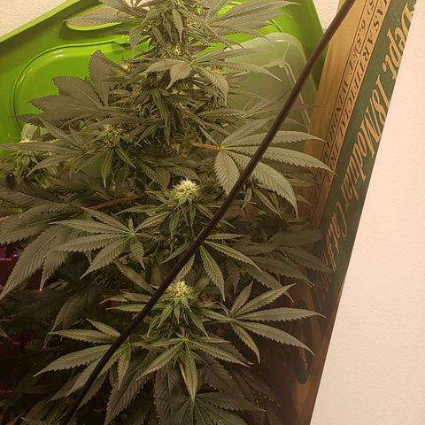 G 13 Mr. HAPPY brown pot  growlog photo: Leaves nicely frosted 