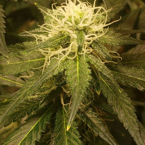 G 13 Mr. HAPPY brown pot  growlog photo: Leaves nicely frosted 