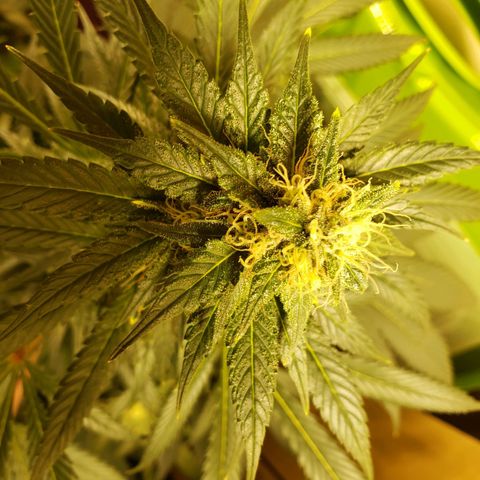 Blue pot  growlog timeline photo